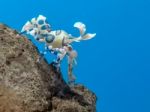 Colorful Harlequin Shrimp Under Sea Water Stock Photo