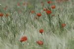 Poppies Stock Photo