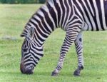 Isolated Image Of A Zebra Eating The Grass Stock Photo