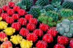 Colorful And Beautiful Thai Cactus Stock Photo