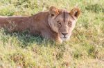 Lion  In Serengeti Stock Photo