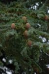 Pine Cones Stock Photo