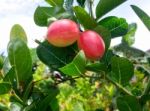 Carunda Or Karonda  (bengal-currants) Pink Fruit On Tree In The Garden.fruit For Health And High Vitamin Stock Photo