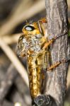 Giant Robber Fly (proctacanthus Rodecki) Stock Photo