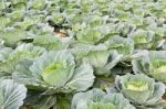 Cabbage Fields In Thailand Stock Photo