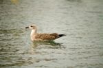 Seagull On The Water Stock Photo