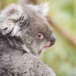 Koala By Itself In A Tree Stock Photo