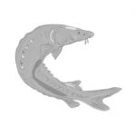 Lake Sturgeon Swimming Up Drawing Stock Photo