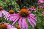 Bee On A Pink Echinacea Flower Stock Photo