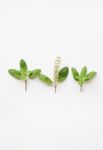 Holy Basil Fresh Leaves Stock Photo