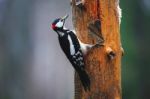 Great Spotted Woodpecker In A Rainy Spring Forest Stock Photo