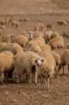 Herd Of Sheep On Nature Stock Photo