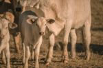 Baby Cows In The Countryside Stock Photo