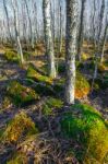 Birch Tree Forest On A Swamp Stock Photo