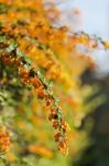 Barberry Flower Stock Photo