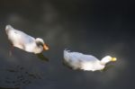 Double Geese Swimming In Lake Stock Photo