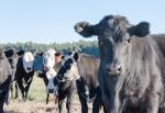 Cows Grazing In The Green Argentine Countryside Stock Photo