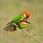 Chestnut-headed Bee-eater Stock Photo