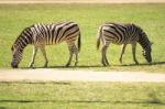 Zebra In The Field Stock Photo