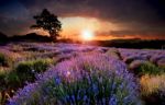 Lavender Stock Photo