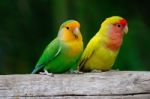 Lovebird Stock Photo