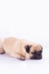 Cute Pug Dog Feel Boring Stock Photo