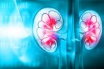 Human Kidney Cross Section Stock Photo