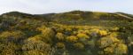 Landscape With Ulex Densus Shrubs Stock Photo