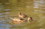 Galapagos Pintail Stock Photo