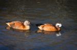 South African Shelduck (tadorna Cana) Stock Photo