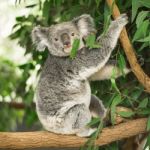 Koala In A Eucalyptus Tree Stock Photo