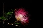 Pink Wildflowers Stock Photo