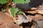 Boxelder Bugs Mating Stock Photo