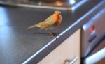 Robin Sitting On A Kitchen Worktop Stock Photo