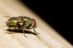 Blow Fly (lucilia Caesar) Stock Photo