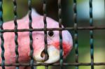 Major Mitchell Cockatoo Behind Cage Stock Photo