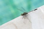 Green Dragonfly On Swimming Pool Edge Stock Photo