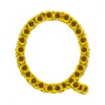 Isolated Sunflower Alphabet Q Stock Photo