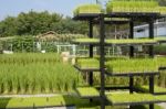 Rice Seedling In Tray On Shelf Stock Photo