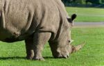 Background With A Rhinoceros Eating The Grass Stock Photo