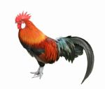 Colorful Rooster Isolated On White Background Stock Photo