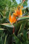 Strelitzias, Bird Of Paradise Flower Stock Photo