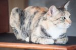 Female Cat Sitting On Wooden Shelf Stock Photo