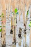 Mangroves Reforestation In Coast Of Thailand Stock Photo