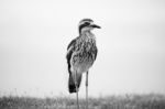 Bush Stone-curlew Resting On The Beach Stock Photo