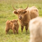 Country Cows Stock Photo