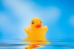 Yellow Duck Stock Photo