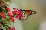 Monarch Butterfly On Red Flowers Stock Photo