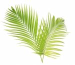 Palm Leaf Isolated On White Background Stock Photo