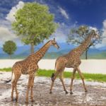 Giraffe Stock Photo